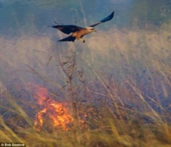 A falcon flying over a bush fire - did it start it?