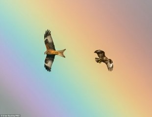 Red Kites swoop across a stunning rainbow in Wales, caught by a self-taught photographer