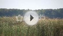 Dry Tallgrass Sways In Wind On Sunny Day (High Definition