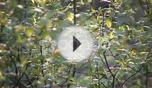 Leaves Of A Plant Are Swaying In Wind (High Definition