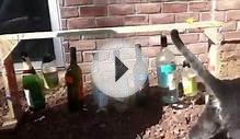 Redneck Wind Chimes with Cat